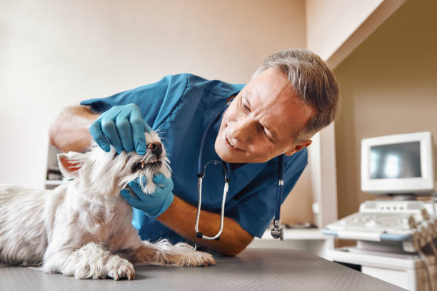 Best Emergency Dental Care for Broken or Chipped Teeth in Stevensville, MD